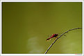 Picture Title - Just a dragonfly