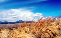 Picture Title - Wind Blown Grasses