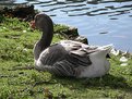 Picture Title - goose having rest