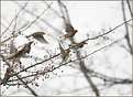 Picture Title - Flight of the Berry Pickers