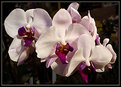 Picture Title - White Orchids