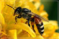 Picture Title - Bee