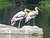 Painted Storks