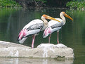 Picture Title - Painted Storks