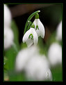 Picture Title - Snowdrop II