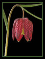 Picture Title - Fritillaria