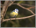Picture Title - Blue tit III