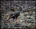 Picture Title - Backyard Visitor