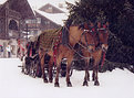 Picture Title - Sleigh Ride