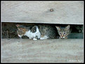 Picture Title - cats' life