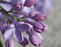 Picture Title - lilac