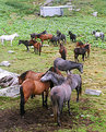 Picture Title - Horses are playing in Rila mountain