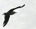 Picture Title - The Gull