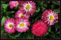 Picture Title - Pink Sea Urchins?