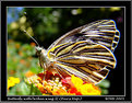 Picture Title - Butterfly with broken wing II (Pieris Napi) 