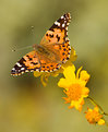 Picture Title - Painted Lady Butterfly on Brittlebush Blooms