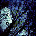 Picture Title - circling trees