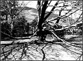 Picture Title - Old tree -2-