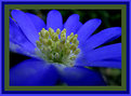 Picture Title - midle of the bleu flower