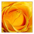 Picture Title - yellow rose