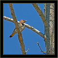 Picture Title - "Yellow-Shafted" Northern Flicker