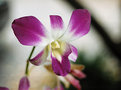 Picture Title - Doc's Orchid