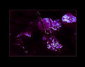 Picture Title - Ice no. 78 Gaudy Purple