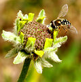 Picture Title - fly on flower