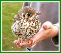 Picture Title - Tame Young Song Thrush
