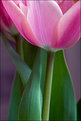 Picture Title - Tulip