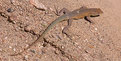 Picture Title - Lake Havasu Lizard