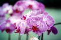 Picture Title - Orchid Again