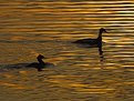 Picture Title - mergansers