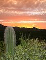 Picture Title - Sun, Tucson Mtns & Saguaro