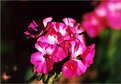 Picture Title - Pink