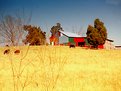 Picture Title - Cows and Color