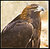 Golden Eagle