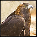 Picture Title - Golden Eagle