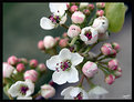 Picture Title - plum blossoms