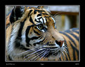 Picture Title - TIger