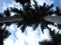 Picture Title - High Palm 