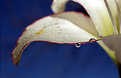 Picture Title - Rain drop