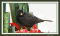 Picture Title - Feeding Mrs Blackbird