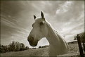 Picture Title - white horse