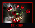 Picture Title - Tulips & Shadows