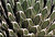 cactus pattern