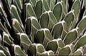 Picture Title - cactus pattern