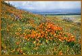 Picture Title - Poppies