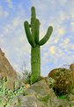 Picture Title - Pastel Saguaro