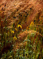 Picture Title - Prairie Grass Companion